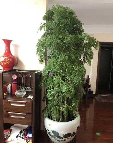 客厅什么花最好养
