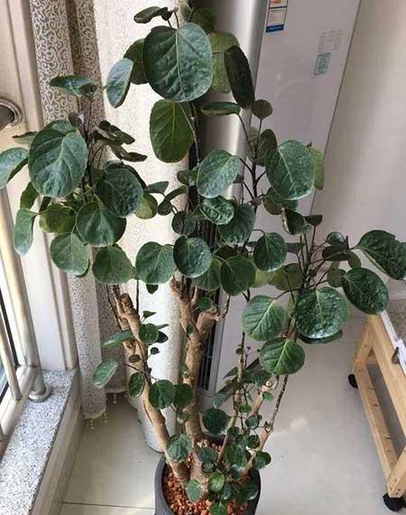 客厅什么花最好养