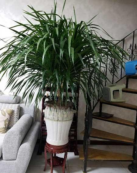 客厅什么花最好养