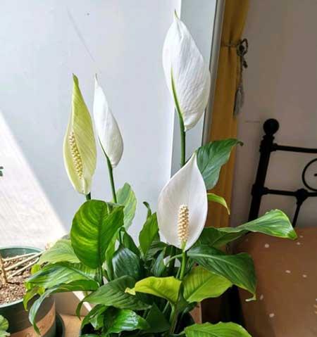 一帆风顺的花怎么养才好