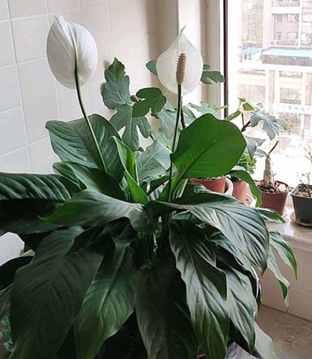 一帆风顺的花怎么养才好