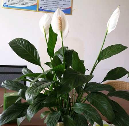一帆风顺的花怎么养才好
