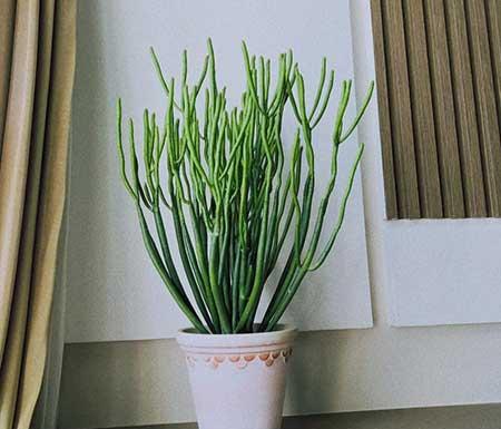 绿植植物