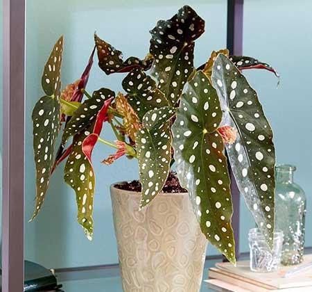 绿植植物
