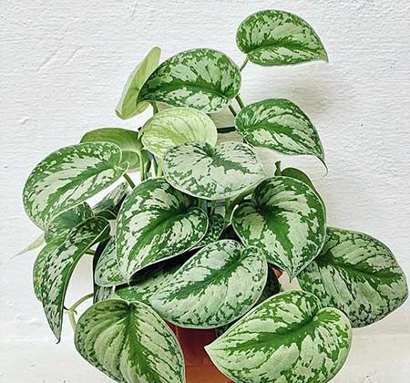 绿植植物