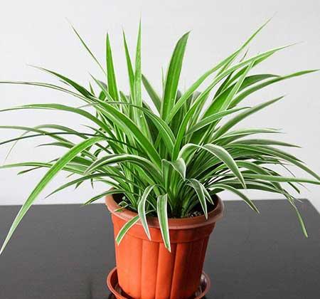 绿植植物
