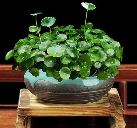 绿植植物