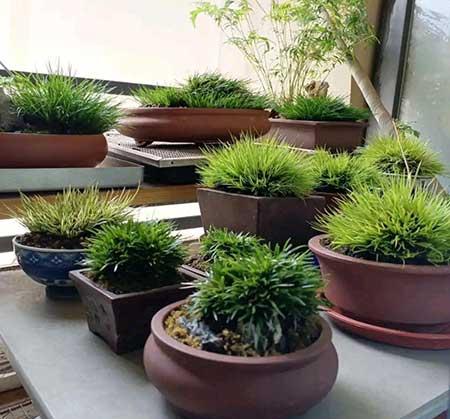 绿植植物