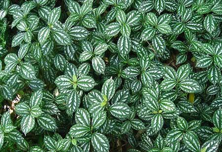 绿植植物