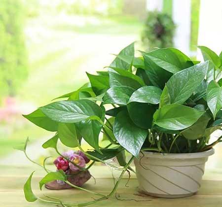 绿植植物