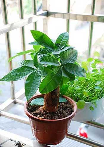 绿植植物