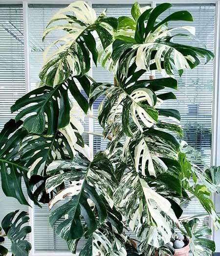 绿植植物