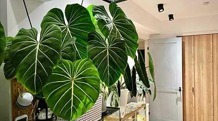 绿植植物