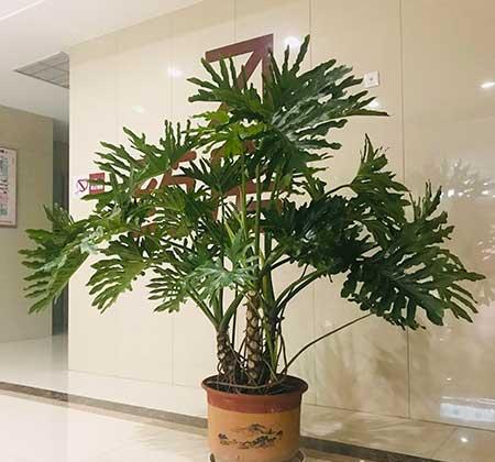 绿植植物