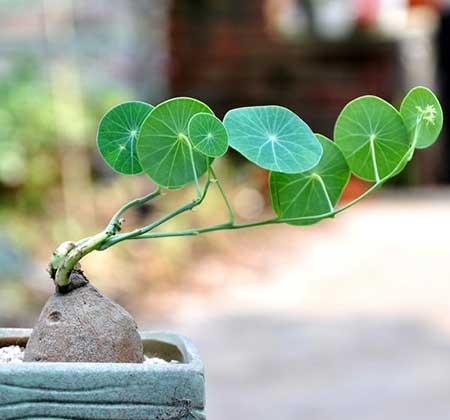 绿植植物