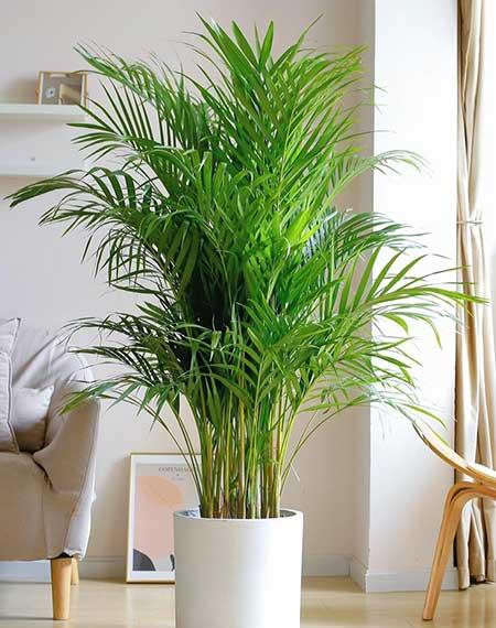 绿植植物