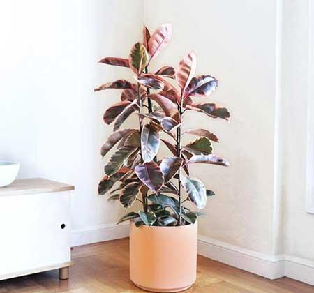 绿植植物