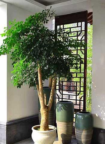 绿植植物