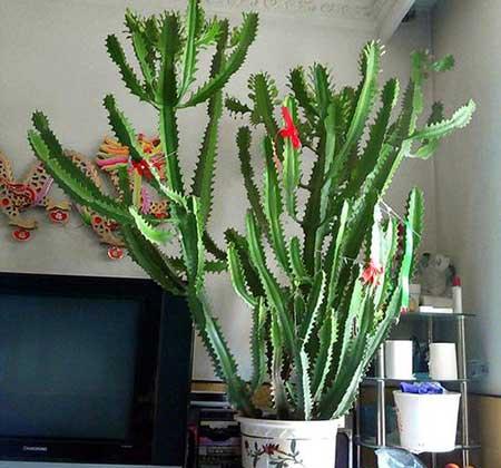 绿植植物