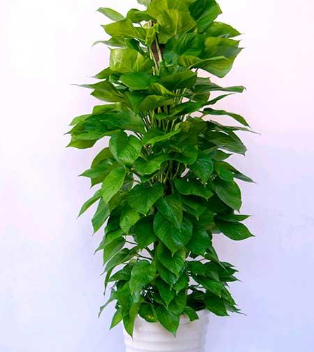 绿植植物