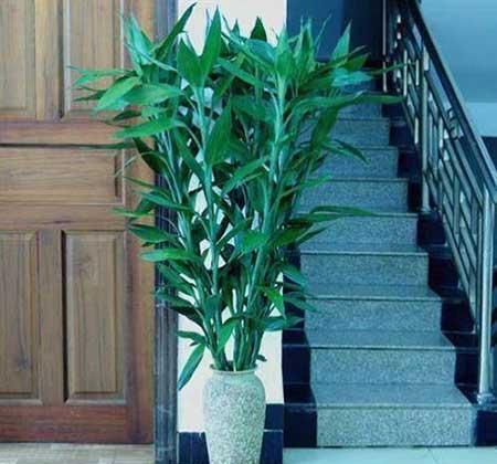 绿植植物