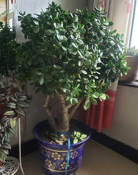 绿植植物