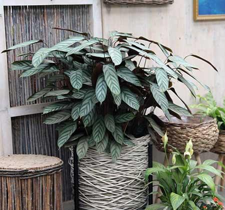 绿植植物