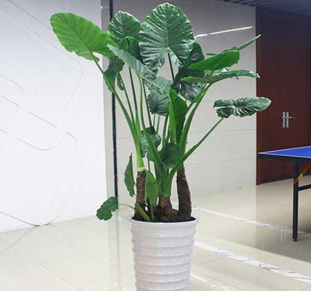 绿植植物
