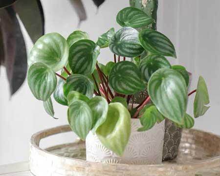 绿植植物