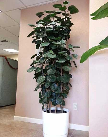 绿植植物