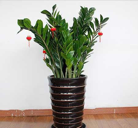 绿植植物