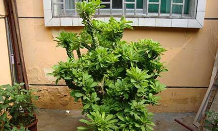 绿植植物