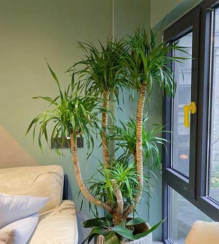 绿植植物