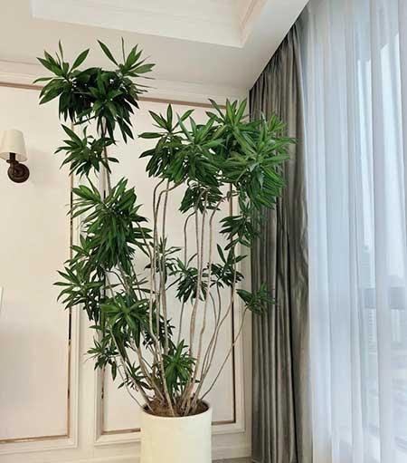 绿植植物