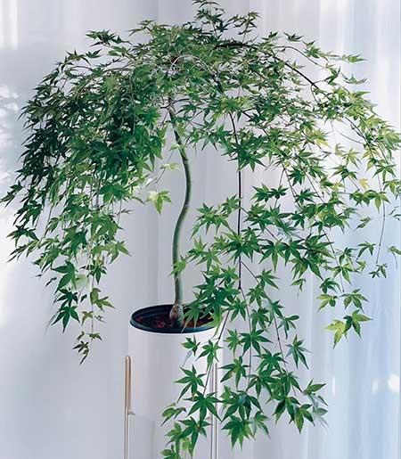 绿植植物