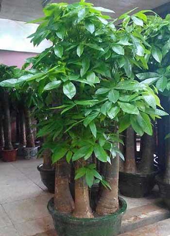 绿植植物