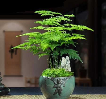 绿植植物