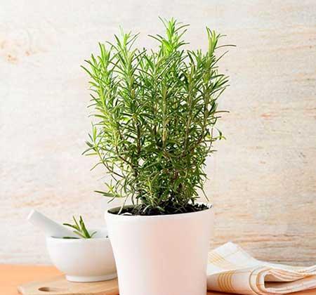 绿植植物