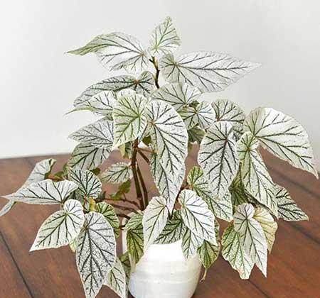 绿植植物