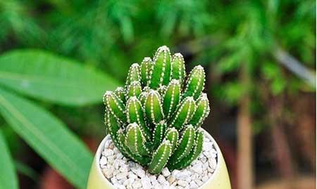 绿植植物