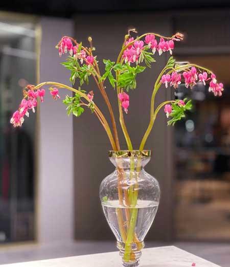 适合室内养的植物花卉