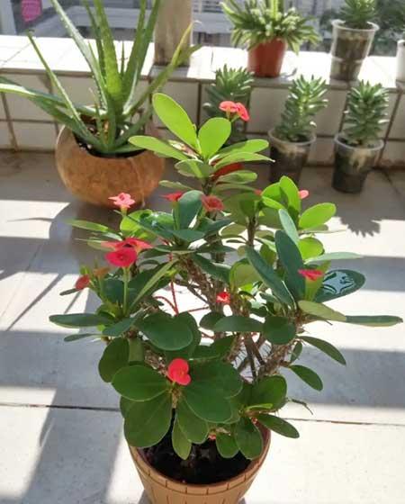适合室内养的植物花卉