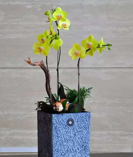 适合室内养的植物花卉