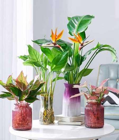适合室内养的植物花卉