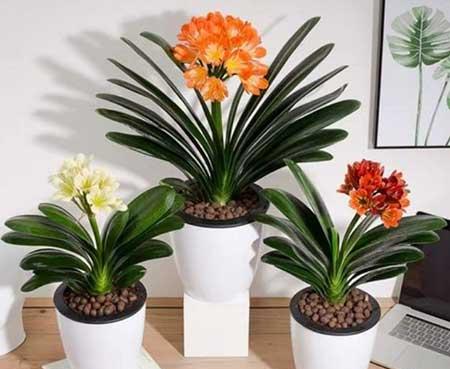 适合室内养的植物花卉