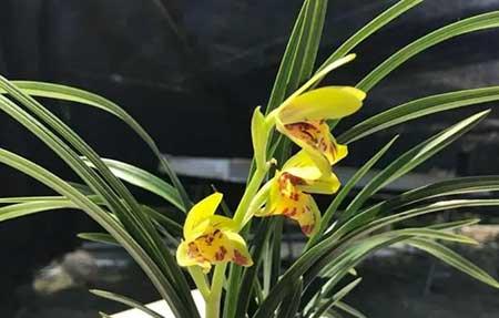 适合室内养的植物花卉