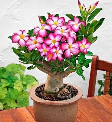 适合室内养的植物花卉