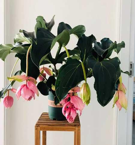 适合室内养的植物花卉