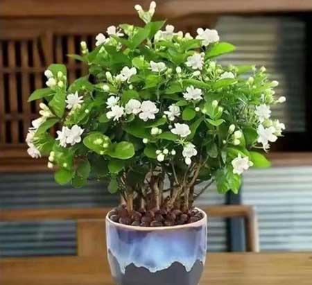 适合室内养的植物花卉