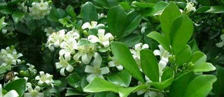 九里香绿植适合室内养吗